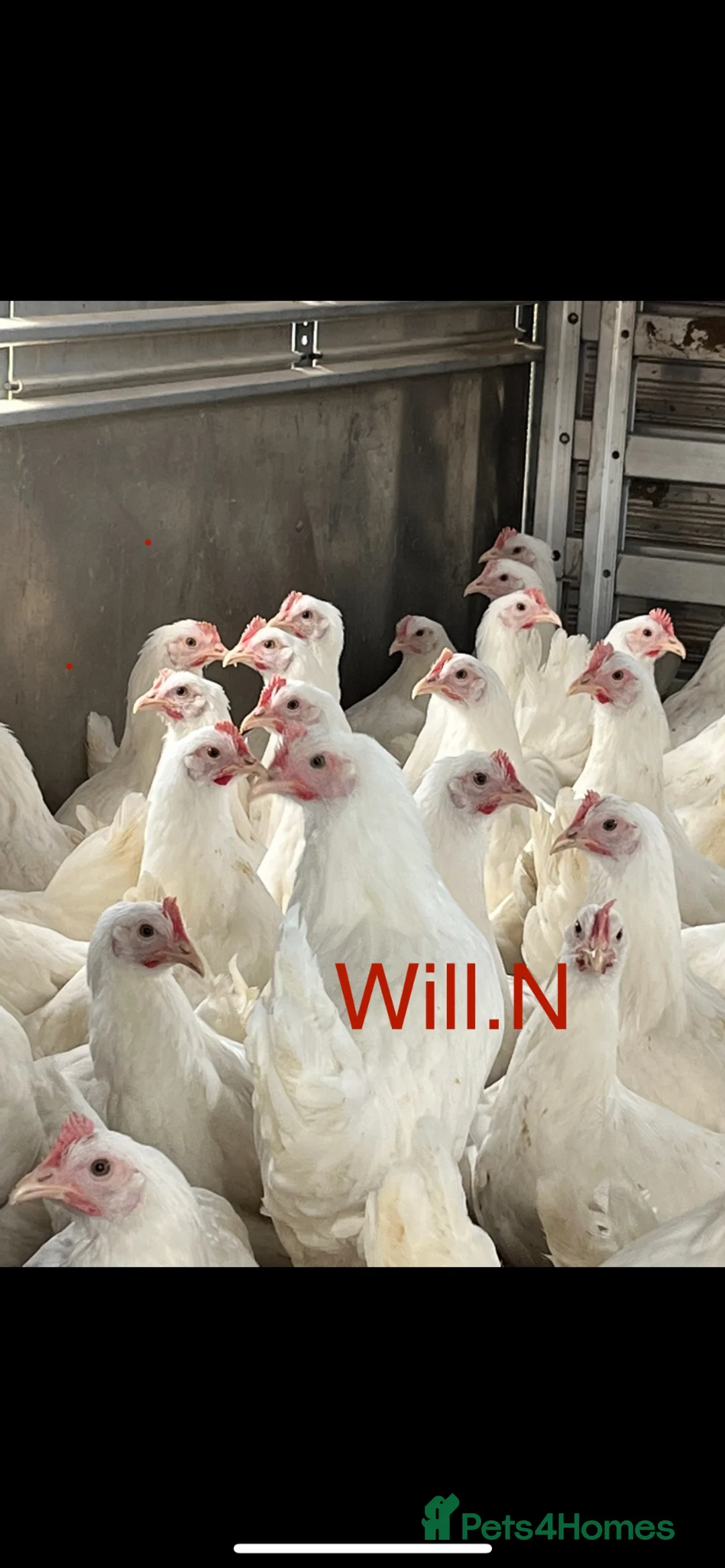 Chickens poultry for sale: Pol white star/white leghorns (read full descript) - Advert 2