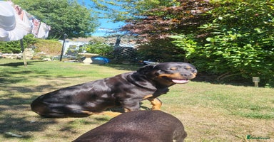 Rottweiler dogs - Advert 9