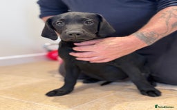 Labrador Retriever dogs for sale: 🩷Two Girls🩷 Fully Vaccinated-KC Labrador Puppies in Launceston - Image 6