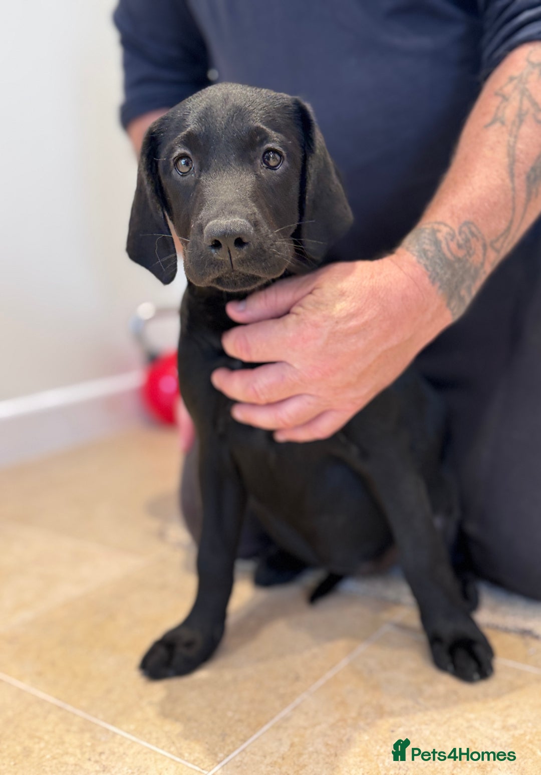 Labrador Retriever dogs for sale: 🩷Two Girls🩷 Fully Vaccinated-KC Labrador Puppies in Launceston - Image 6