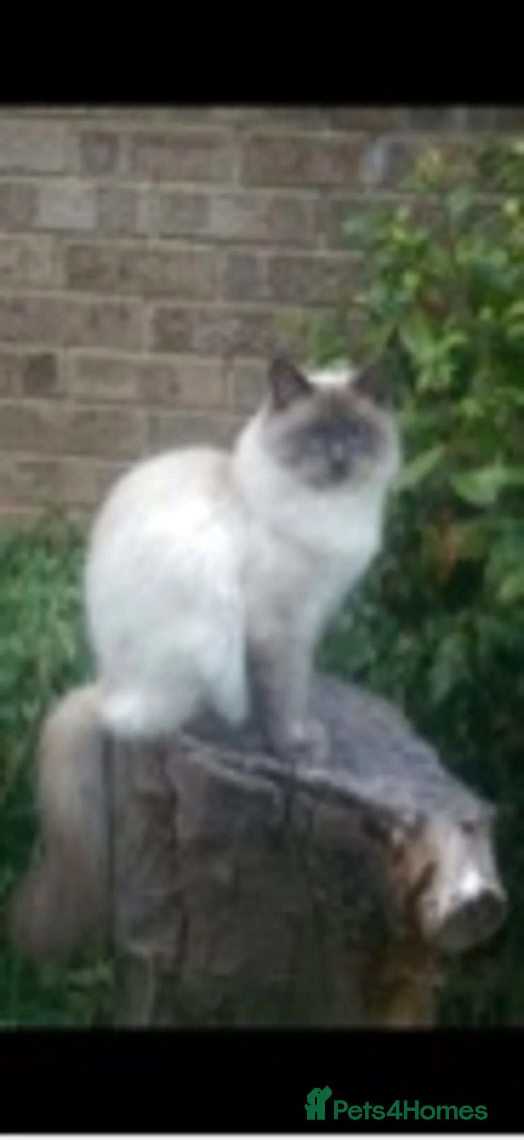 Ragdoll cats for stud: 100% proven large ragdoll  in Brighouse - Advert 1