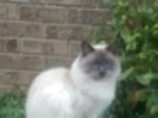 Ragdoll cats 100% proven large ragdoll in Brighouse - Advert 15