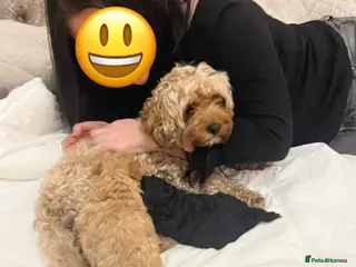 Maltipoo dogs Toy maltipoo in Stockport - Advert 1