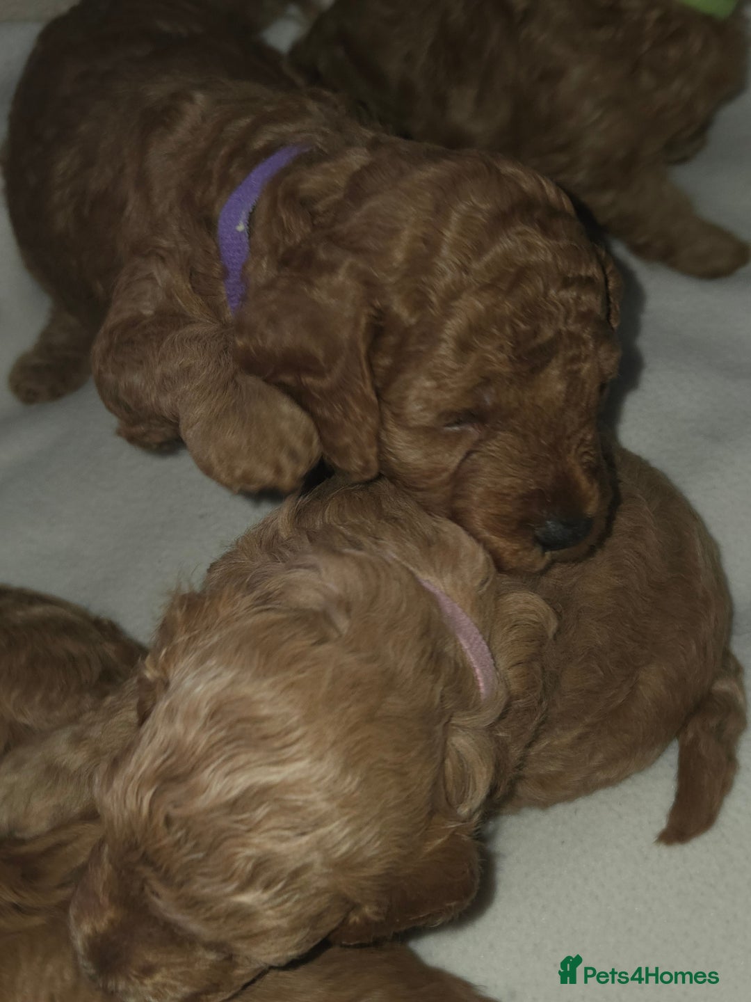 Poochon dogs for sale: Poochon pups for sale - Advert 3