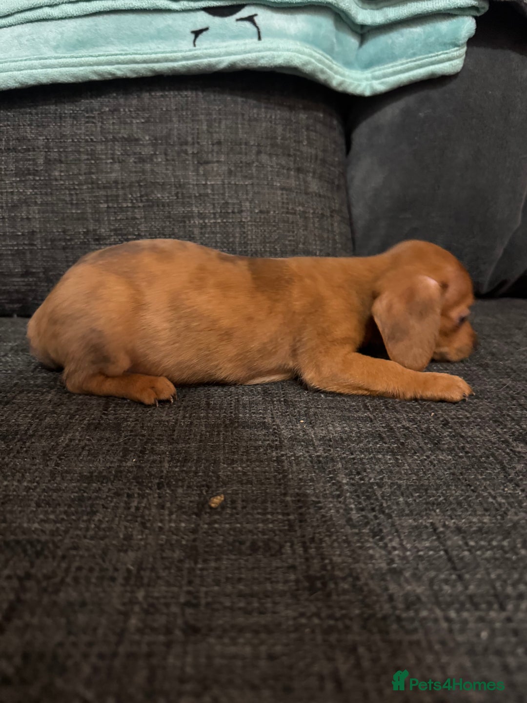 Dachshund dogs for sale: 5 beautiful dachshund 1 girl 4 boys - Advert 19