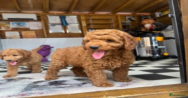 Cockapoo dogs - Advert 10