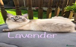 Ragdoll cats for sale: GCCF Seal point and bi colour Ragdoll Kittens - Image 20