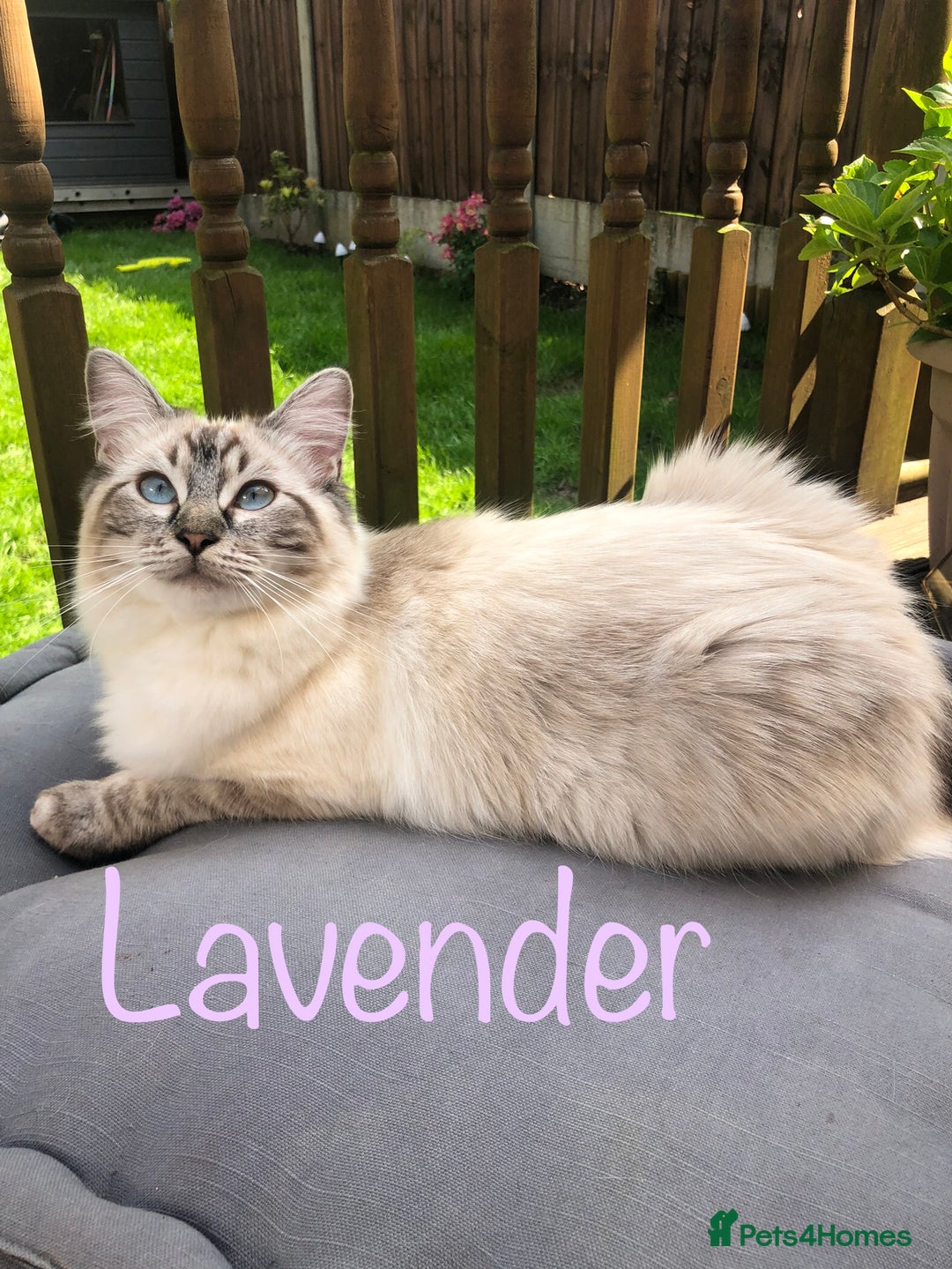 Ragdoll cats for sale: GCCF Seal point and bi colour Ragdoll Kittens - Image 20