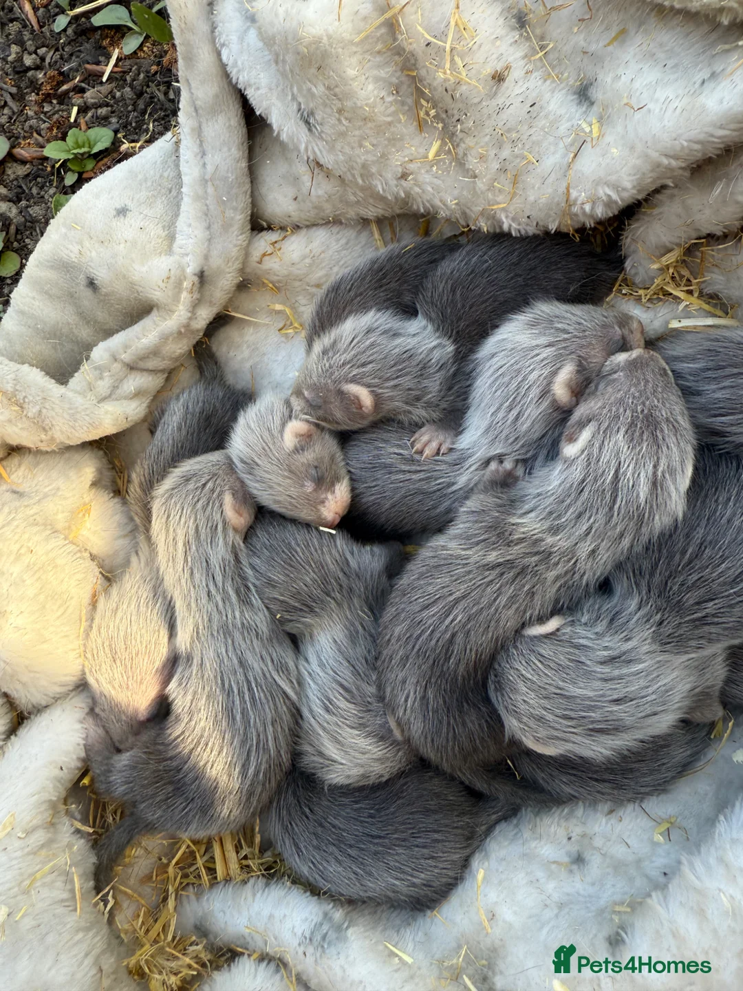 Ferret rodents for sale: Ferrets for sale  in Castleford - Advert 2