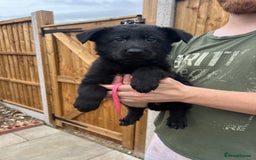 German Shepherd dogs for sale: ONE KC FEMALE GSD PUPPY - Image 1