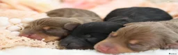 Miniature Dachshund dogs for sale: KC Registered Miniature Dachshund Puppies - Advert 3