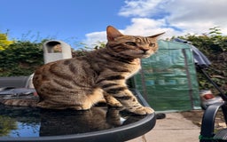 Bengal cats for sale: Half Bengal Kitten Ready Now - Advert 9