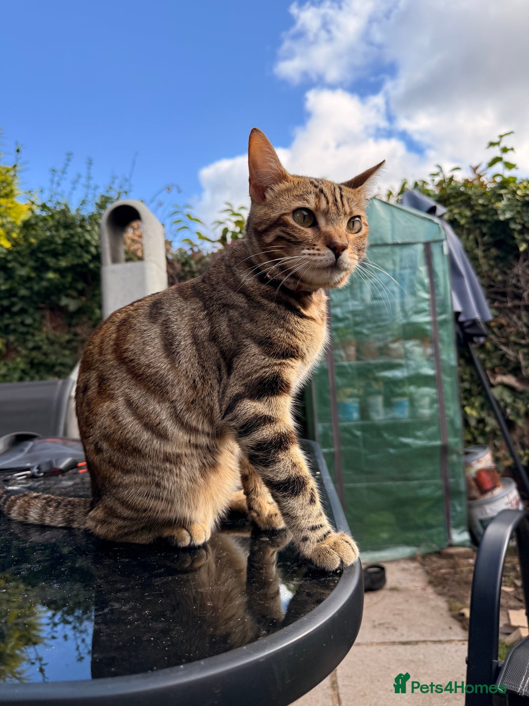 Bengal cats for sale: Half Bengal Kitten Ready Now - Advert 9