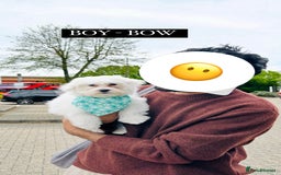 Maltese dogs for sale: LOYAL & LOVING BOW LOOKING FOR NEW HOME  - Image 4