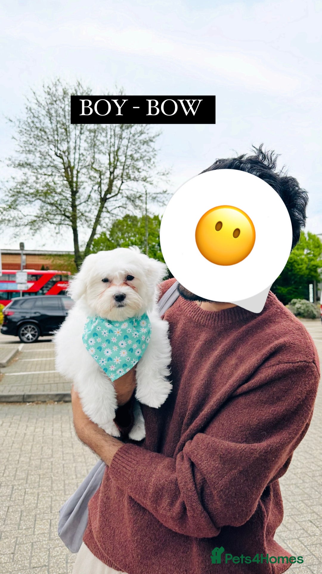 Maltese dogs for sale: LOYAL & LOVING BOW LOOKING FOR NEW HOME  - Image 4