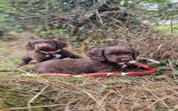Cocker Spaniel dogs for sale: KC registered cocker spaniels - Image 1