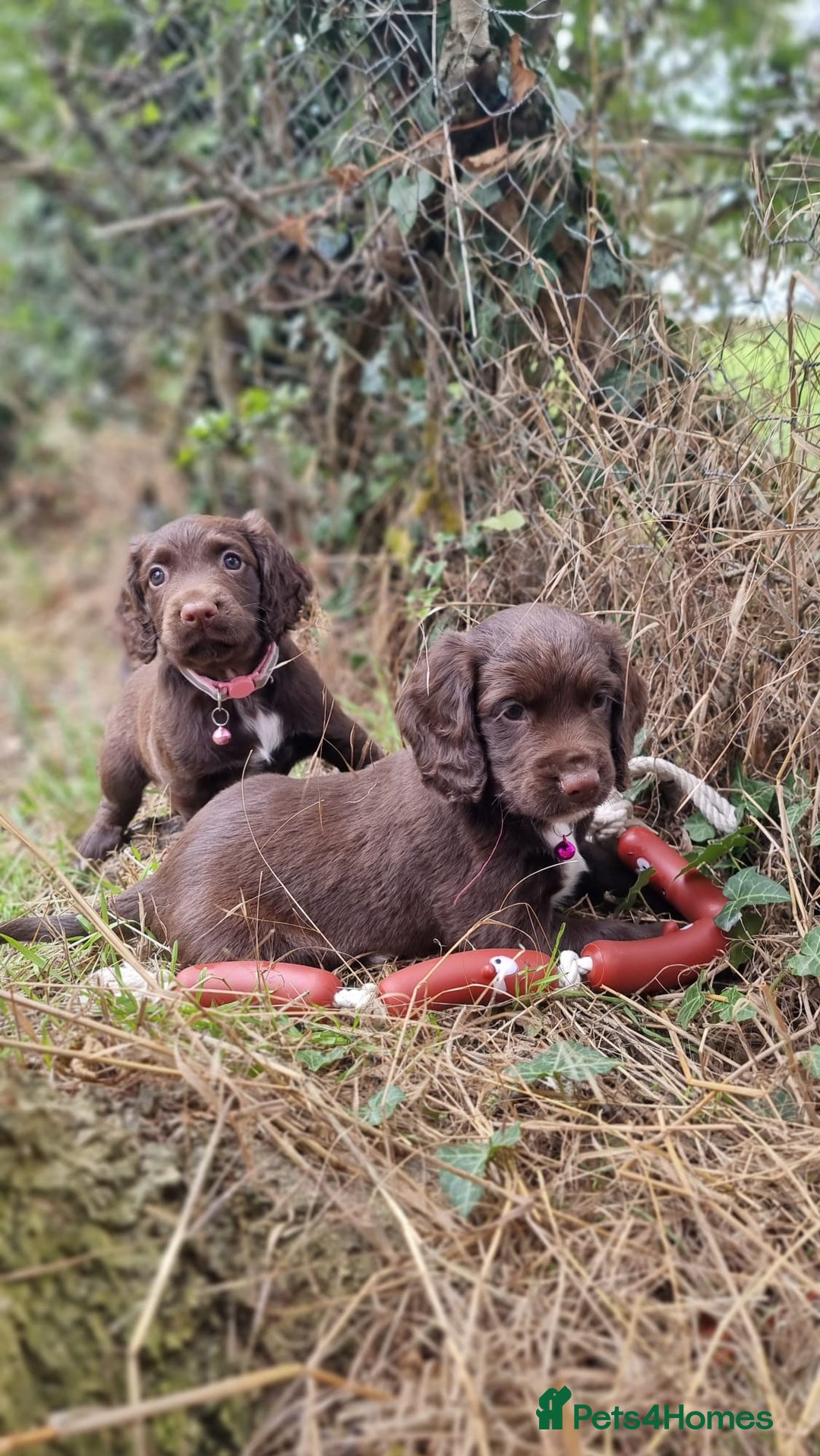 Cocker Spaniel dogs for sale: KC registered cocker spaniels - Image 1