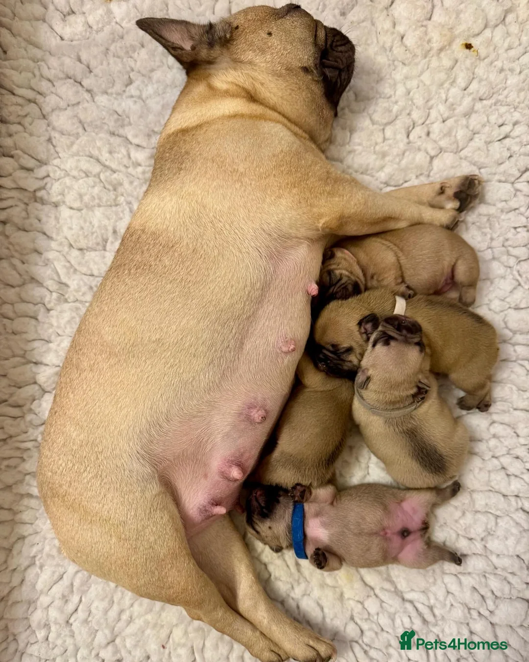 French Bulldog dogs for stud: Denzel- Open for Stud- PROVEN. Son of Super Ted  in Gillingham - Advert 12