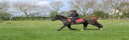 Welsh Section C horses for sale: Beautiful 13.1 Reg Welsh C  - Advert 5