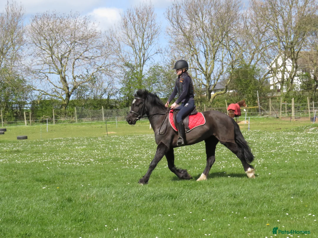 Welsh Section C horses for sale: Beautiful 13.1 Reg Welsh C  - Advert 5