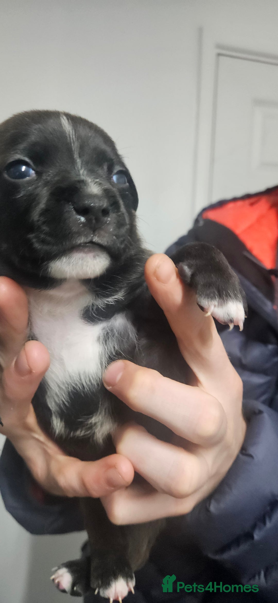 Mixed Breed dogs for sale: Mix Staffy puppies  - Image 28