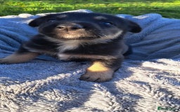 German Shepherd dogs for sale: German Shepherd poppers - Image 13