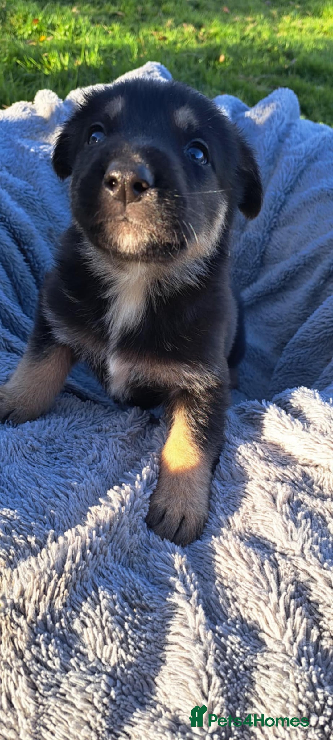 German Shepherd dogs for sale: German Shepherd poppers - Image 13