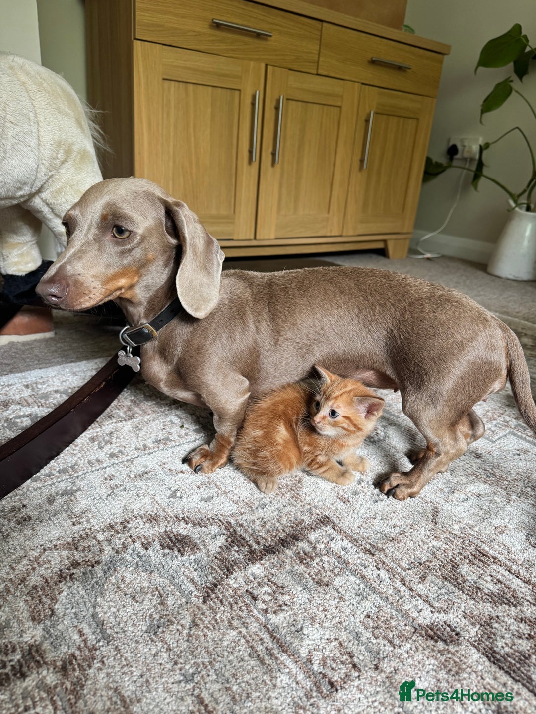 British Shorthair cats for sale: Short haired kittens  - Image 8