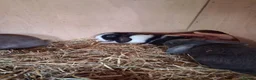 Mini Lop rabbits for sale: Beautiful min lop bunnies  - Advert 2