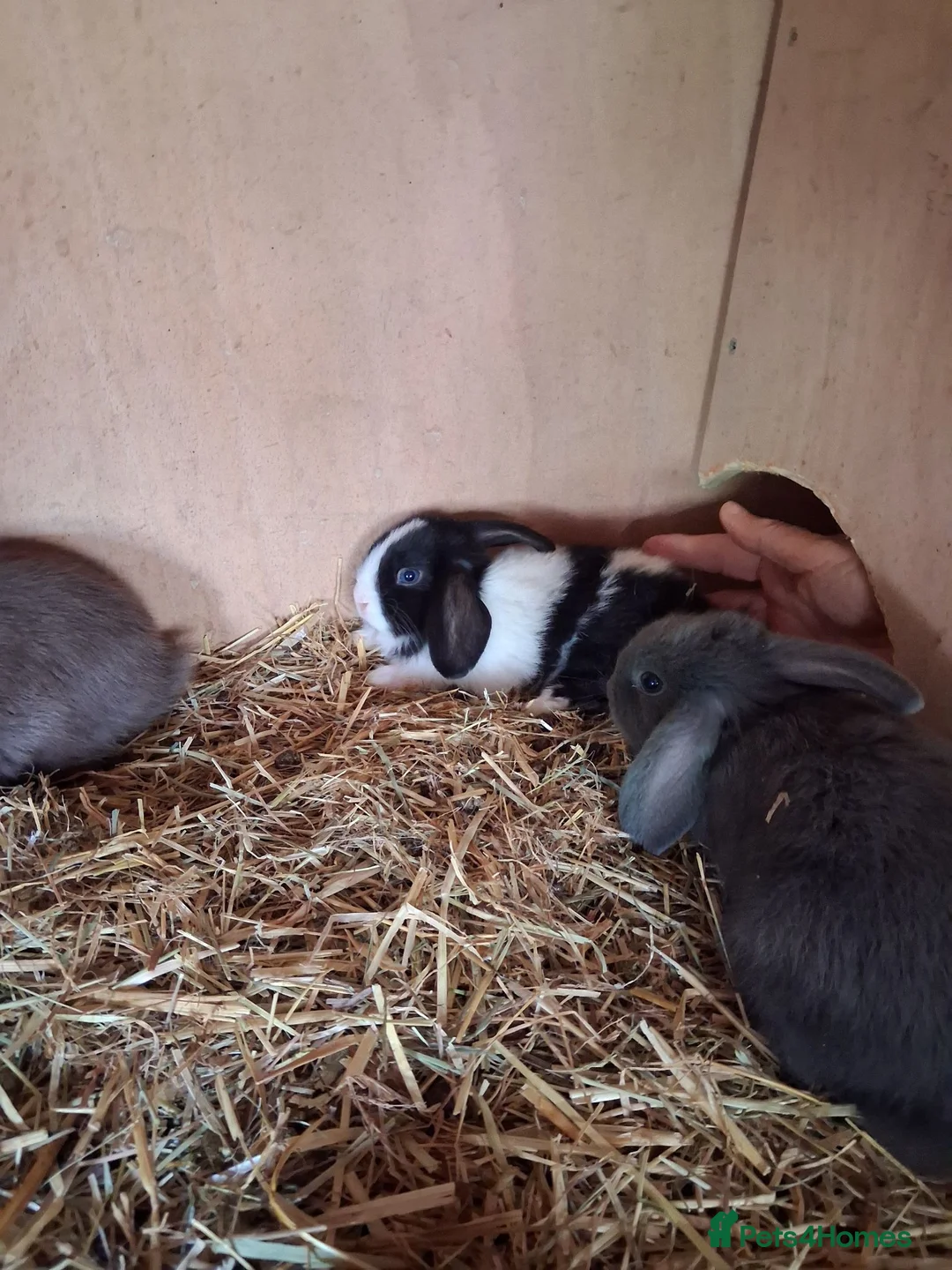 Mini Lop rabbits for sale: Beautiful min lop bunnies  - Advert 2