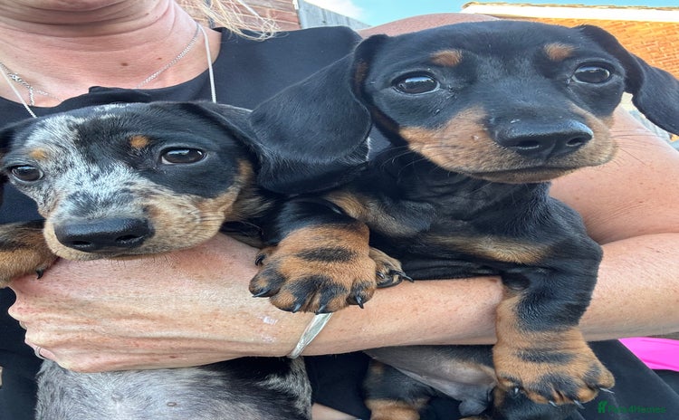Dachshund dogs - Advert 17