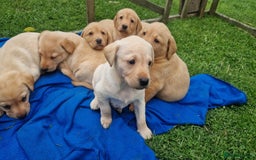 Labrador Retriever dogs for sale: Labrador puppies looking for 5* homes - Image 3