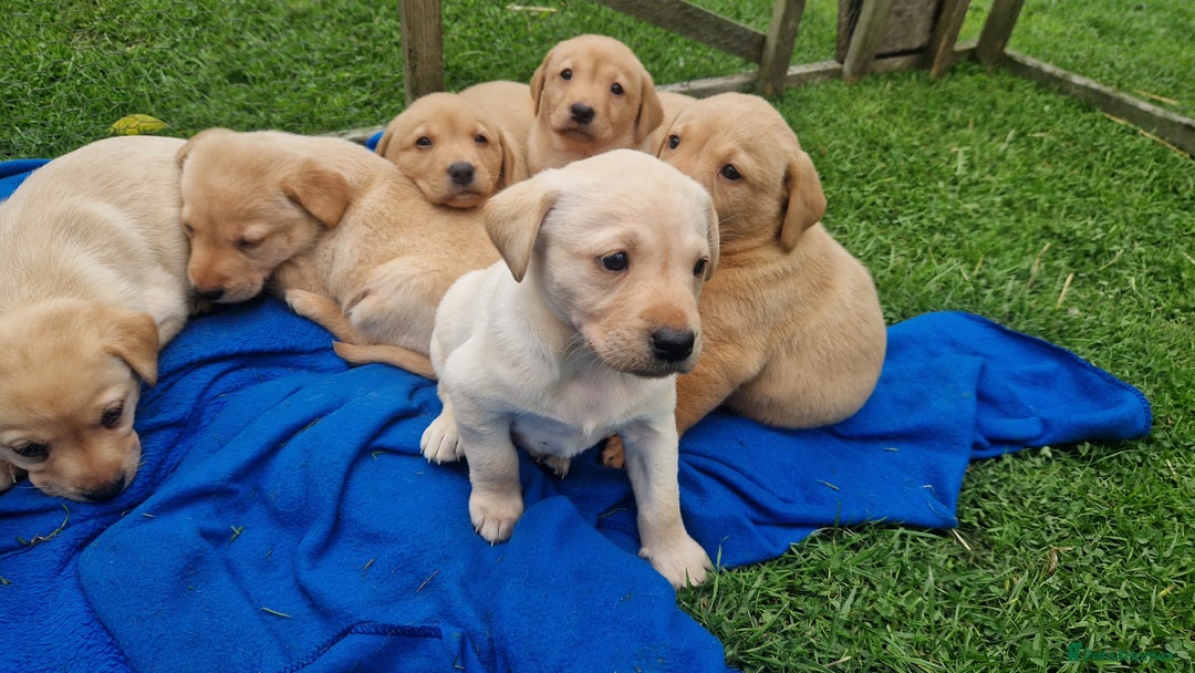 Labrador Retriever dogs for sale: Labrador puppies looking for 5* homes - Image 3