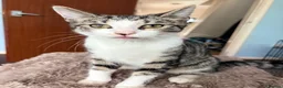 Mixed Breed cats for sale: Loving female kitten looking for a home  - Advert 2