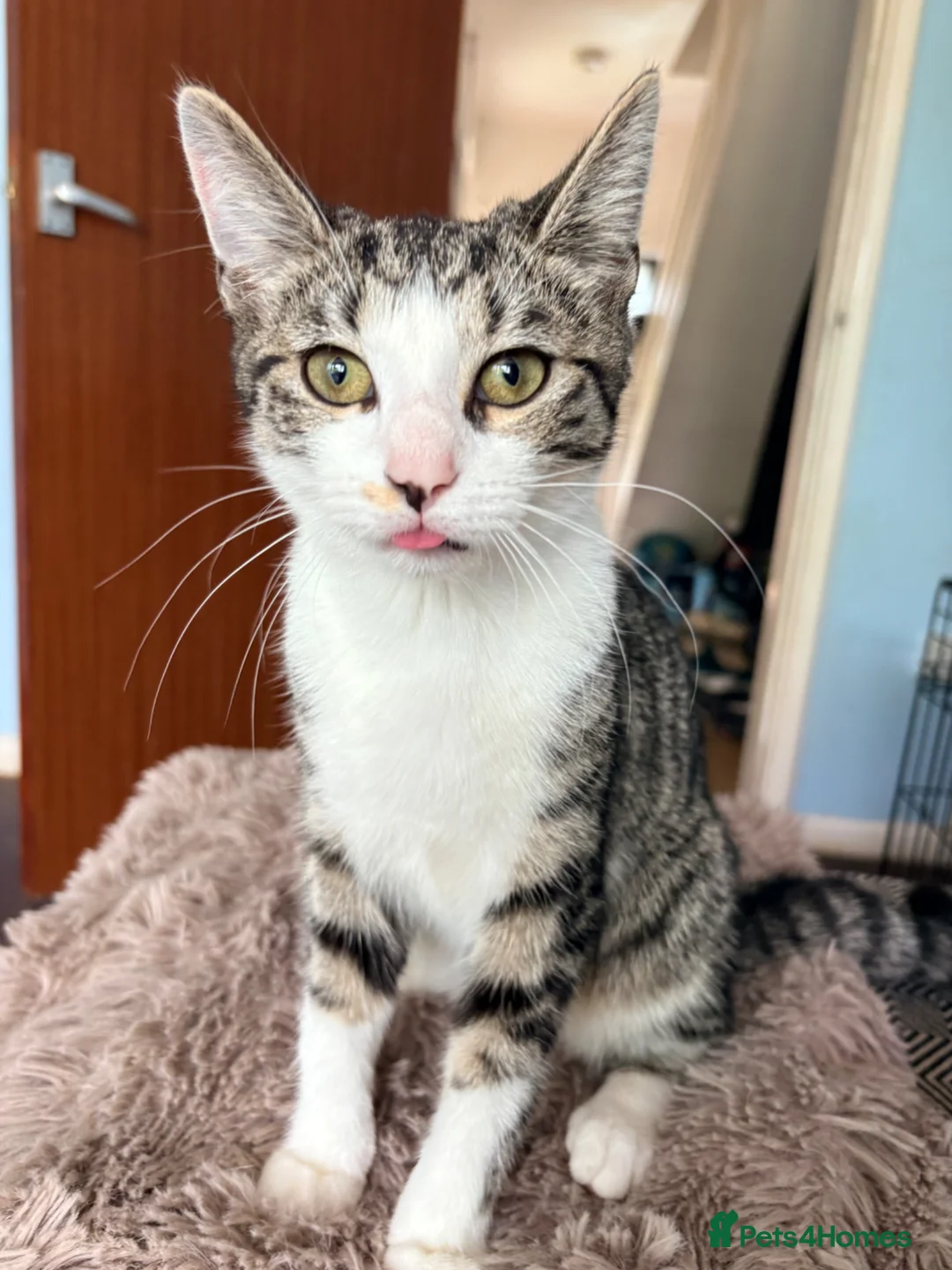 Mixed Breed cats for sale: Loving female kitten looking for a home  - Advert 2