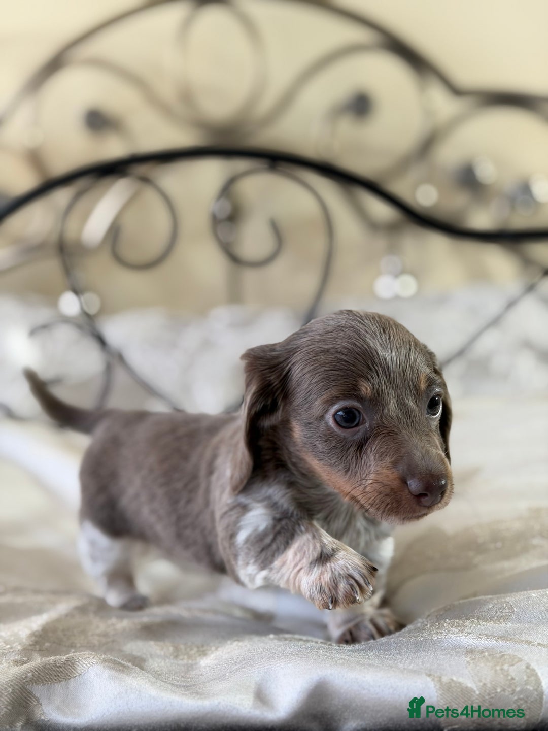 Miniature Dachshund dogs for sale: Miniature dachshund puppies - Advert 7