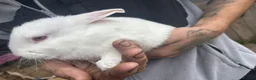 Rex rabbits for sale: Beautiful albino Rex  - Advert 13