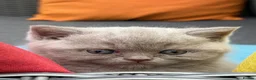 British Shorthair cats for sale: British Shorthair Kittens - GCCF - Advert 25