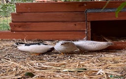 Canaries birds for sale: Canaries and Chinese quail’s  - Image 6
