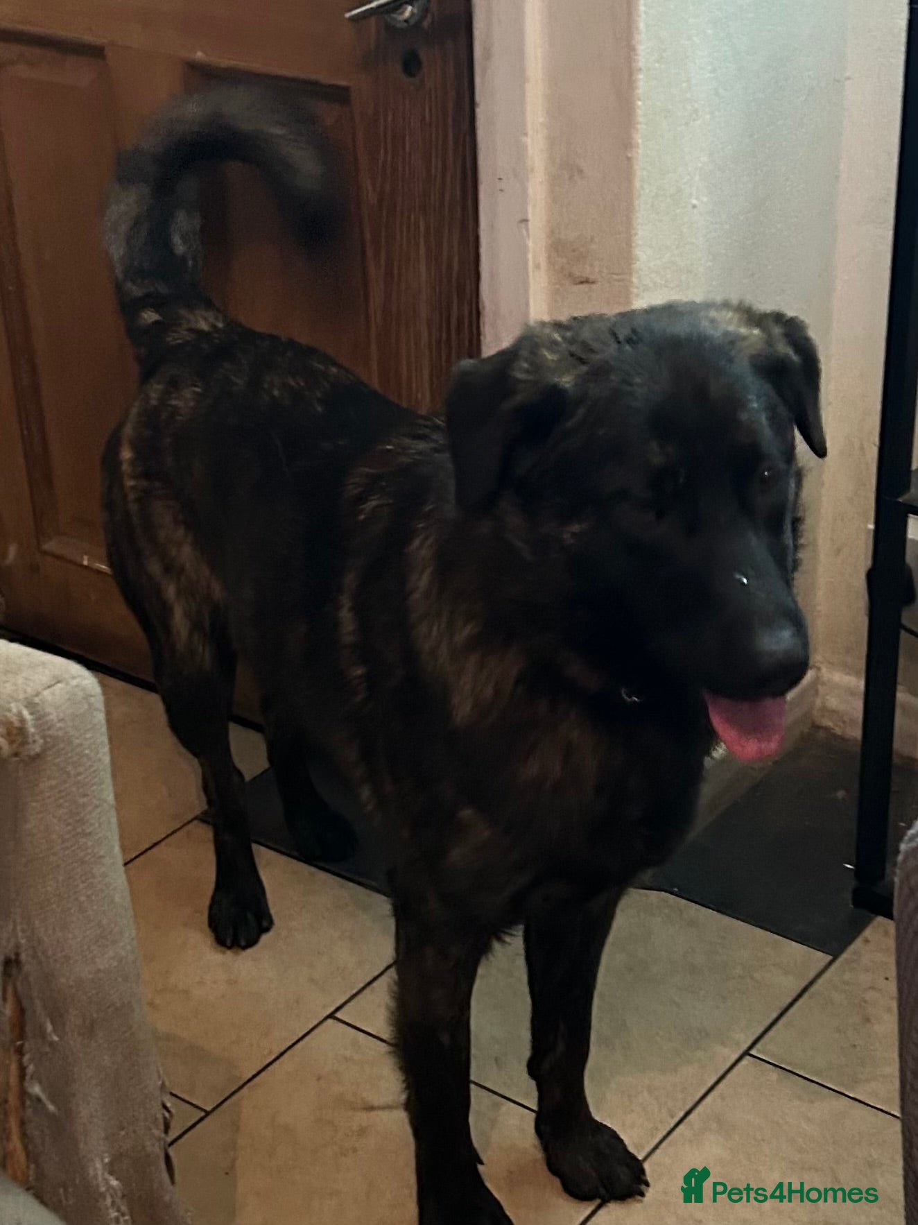 Mixed Breed dogs German shepherd x staff - Advert 8