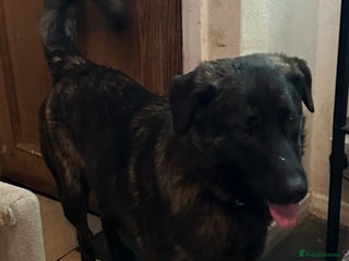 Mixed Breed dogs German shepherd x staff - Advert 7