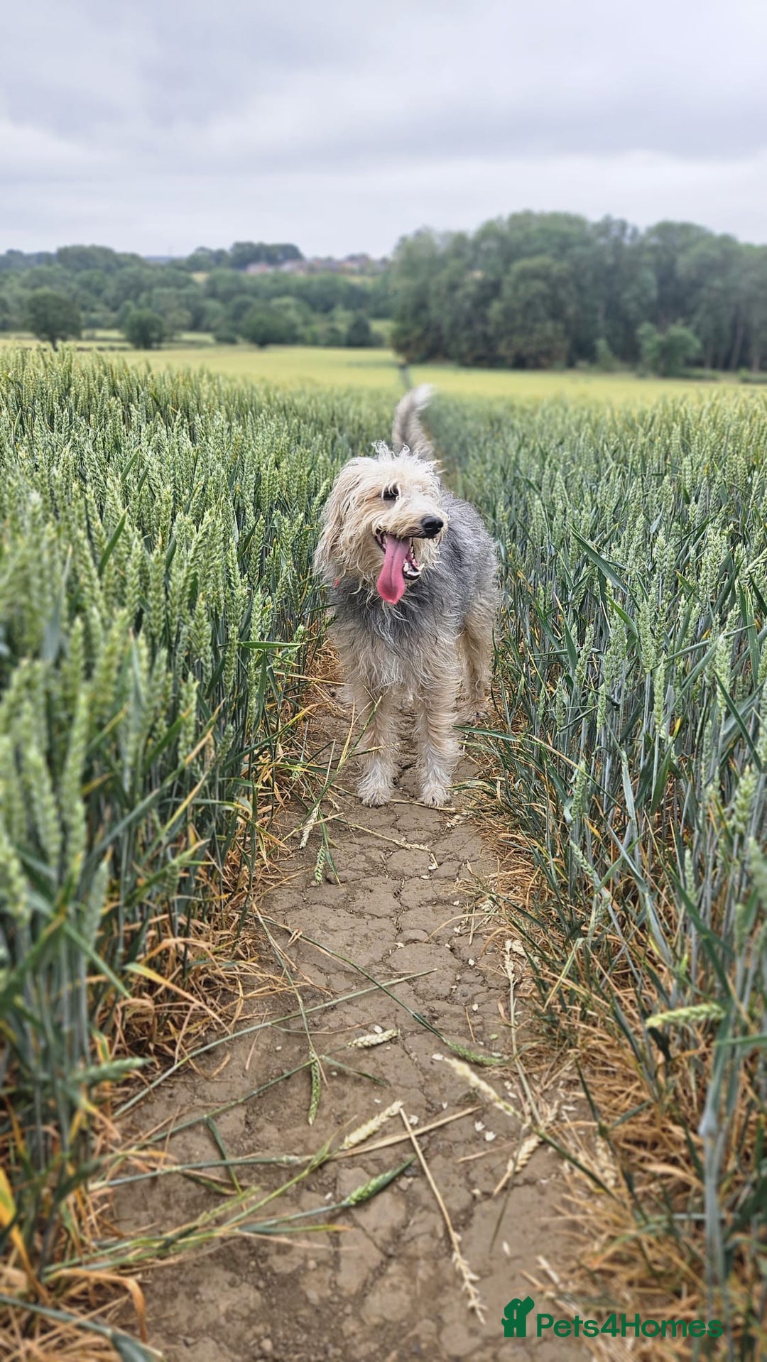 Bedlington Terrier dogs for sale: Bedlington whippet  - Advert 33