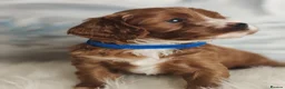 Cavapoo dogs for sale:  Beautiful Cavapoo  - Advert 1