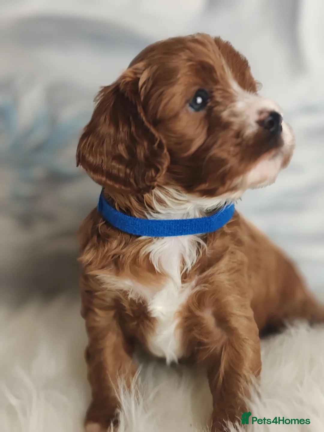 Cavapoo dogs for sale:  Beautiful Cavapoo  - Advert 1