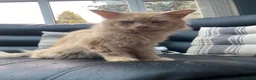 Maine Coon cats for sale: 💙 TICA ®️ Proven -  Red Smoke/ White Maine Coon  - Advert 6