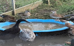 Ducks poultry for sale: Indian Runner Ducks - Image 3