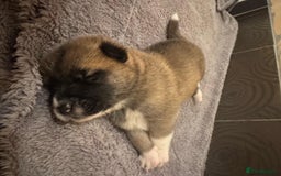 Akita dogs for sale:  Pure Bear-faced American Akita puppies - Image 20