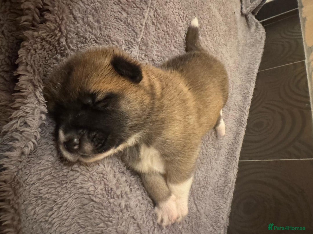 Akita dogs for sale:  Pure Bear-faced American Akita puppies - Image 20