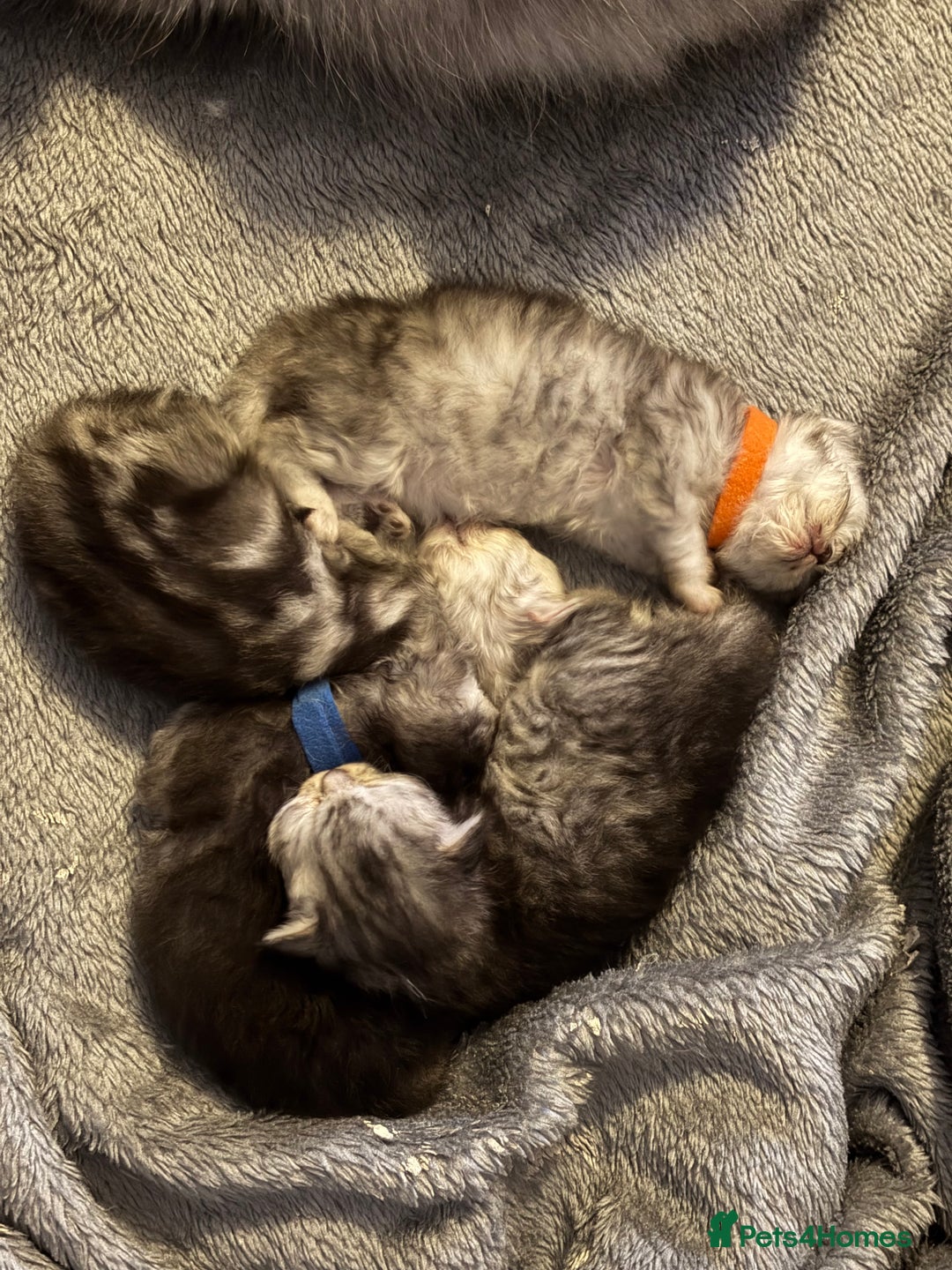 Persian cats for sale: Stunning Persian X maincoon kittens - Advert 5