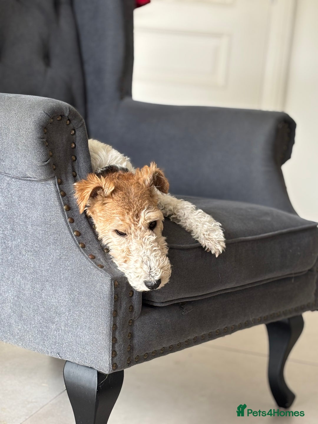 Fox Terrier dogs for sale: Stunning wire fox terrier puppies  - Image 5